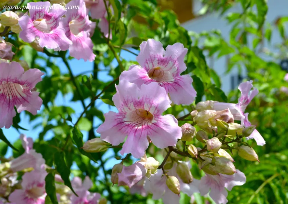 La podranea rosada es una de las variedades más recomendadas para la región. 