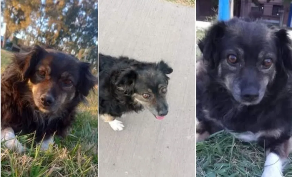 Perlita era cuidada por vecinos y vecinas que la buscaron hasta último momento. 