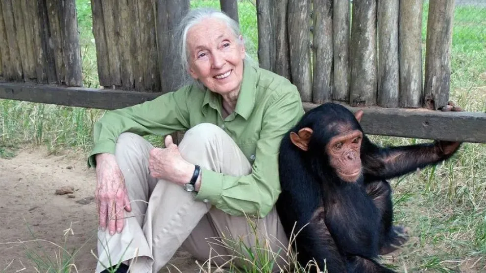 Jane Goodall pidi&oacute; por la liberaci&oacute;n del chimpanc&eacute; Toti