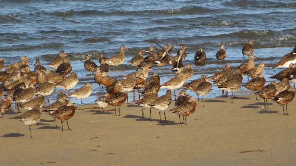 El Playero Rojizo, uno de los visitantes más emblemáticos del Área Natural Protegida Bahía de San Antonio. Foto: Gobierno de Río Negro.