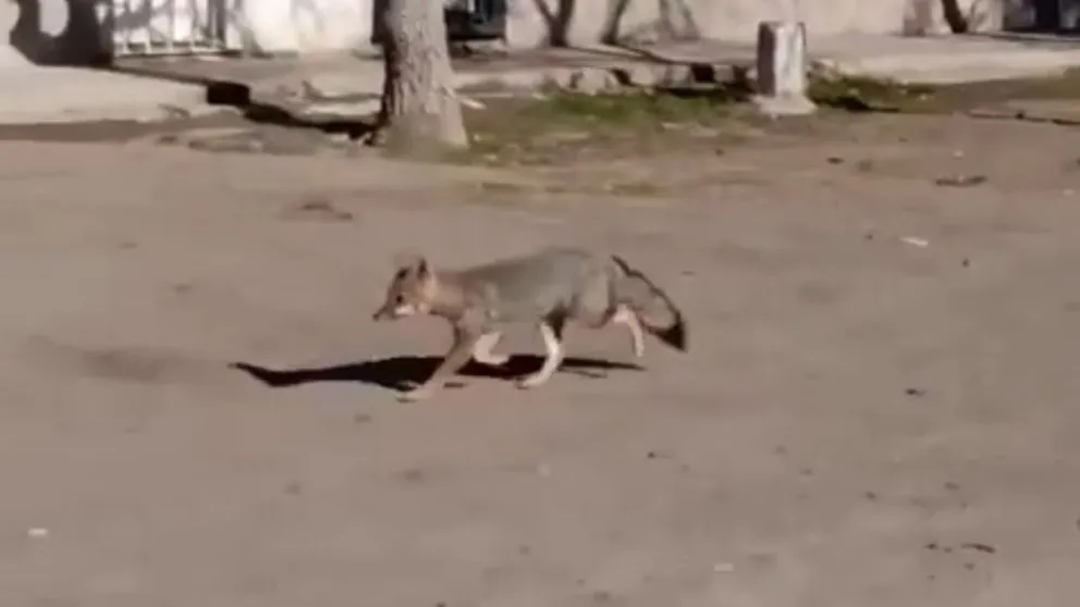 Fue visto esta mañana del miércoles en principio en calle San Juan y Palacios. (Video ANRoca)