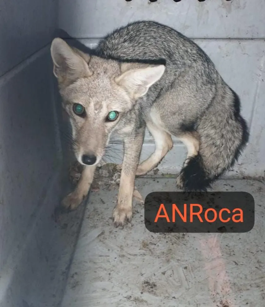 El  zorro gris  habita en áreas de clima frío y desértico de la Patagonia.