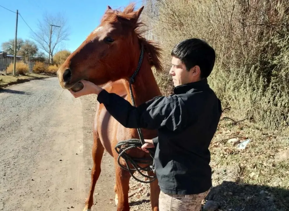 El caballo no tenía marcas visibles de propiedad y fue interceptado durante una recorrida en la zona rural de Roca. Foto (Policía).