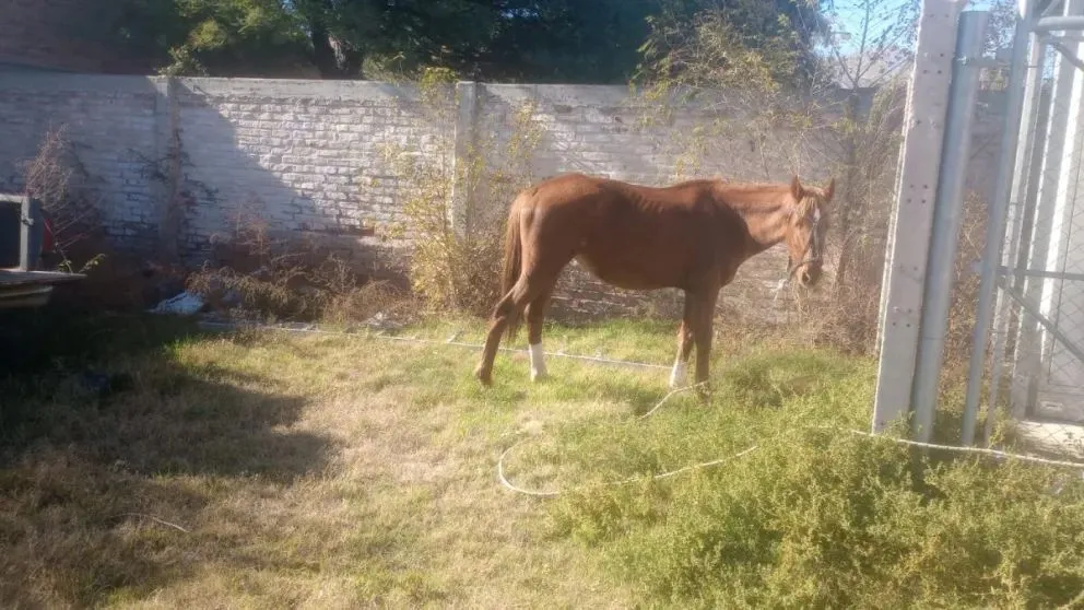 Es el quinto caballo sueltos en la vía pública que termina en la Unidad 40 durante este mes. Foto (LCR)