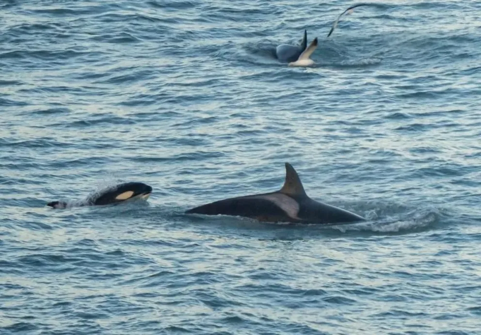 Estas orcas forman parte de los grupos residentes de la Patagonia norte, que cada invierno migran hacia la costa viedmense en busca de alimento.