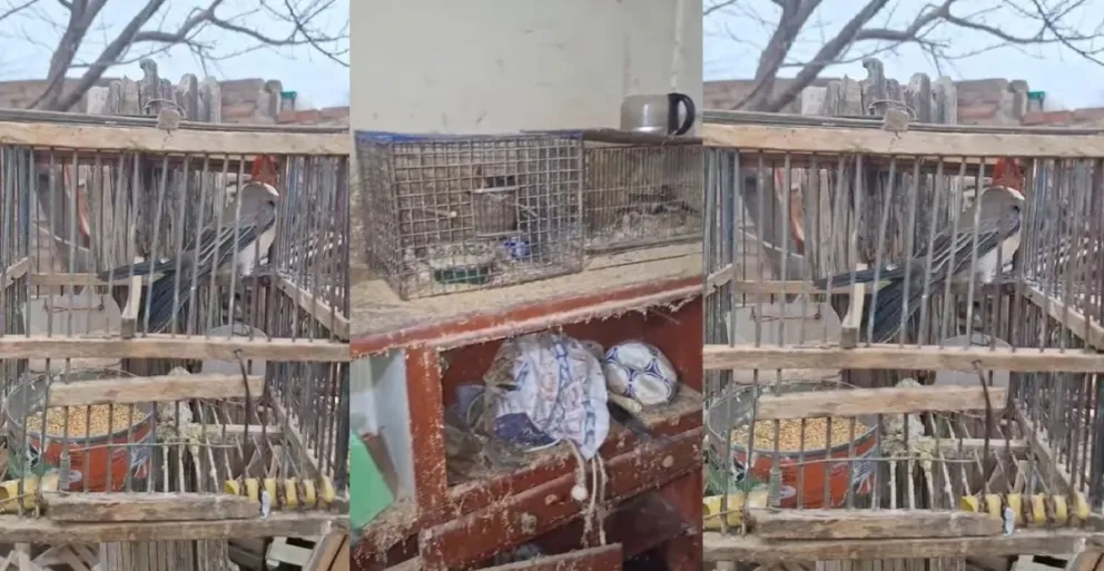 Las aves estaban sin cuidados sanitarios y en jaulas. 