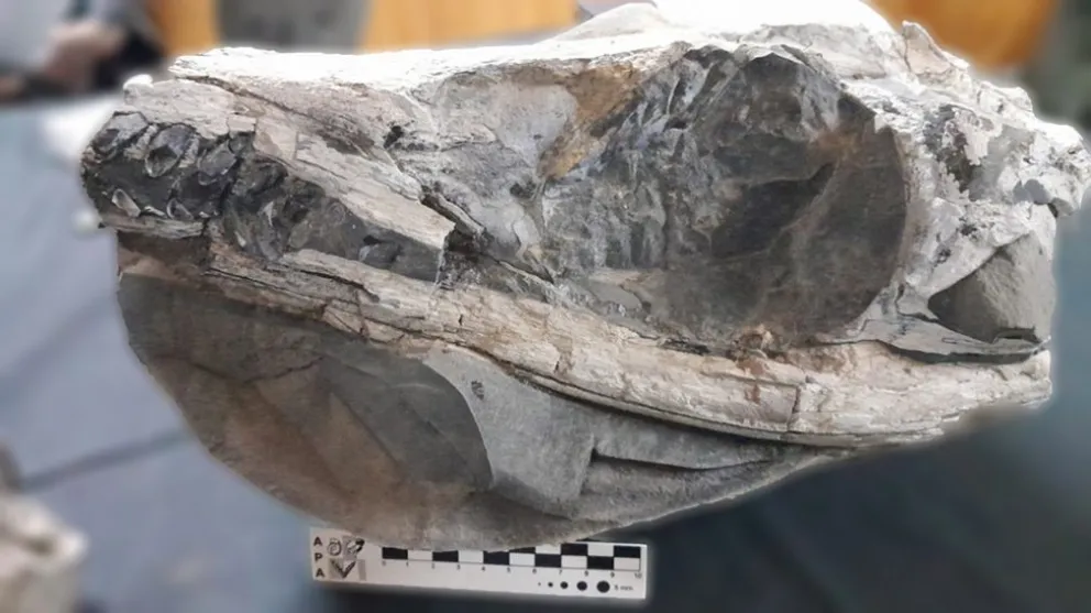 El fósil descubierto por los investigadores. 