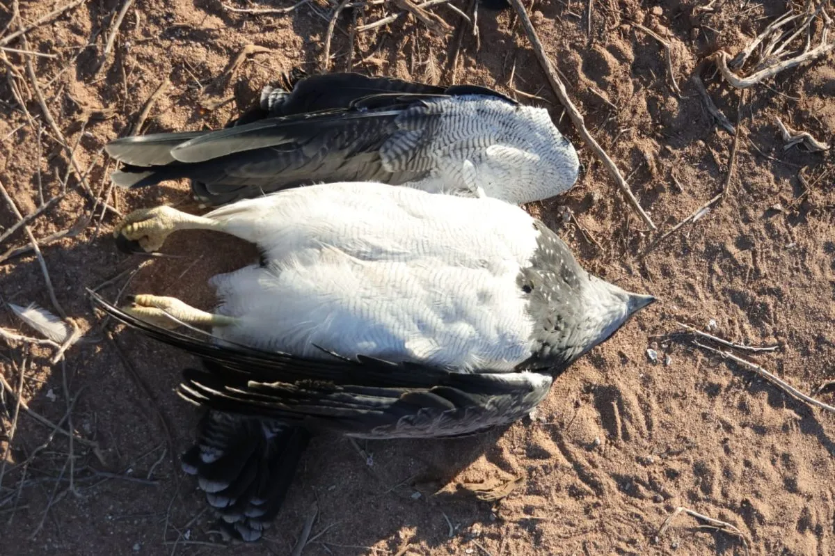 &Aacute;guila Mora fallecida. Foto (Club Observadores de Aves).
