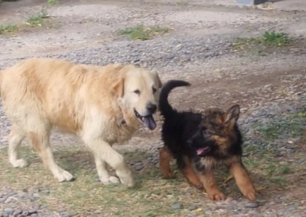 El frío también afecta a las mascotas, como protegerlos. Foto: Gentileza