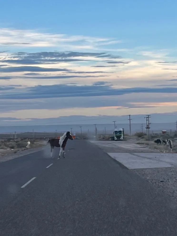 Los animales estaban frente a la Termoeléctrica. 