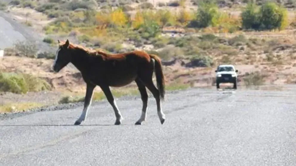 Los accidentes en las rutas por culpa de animales que se cruzan cada vez son más. Foto archivo.