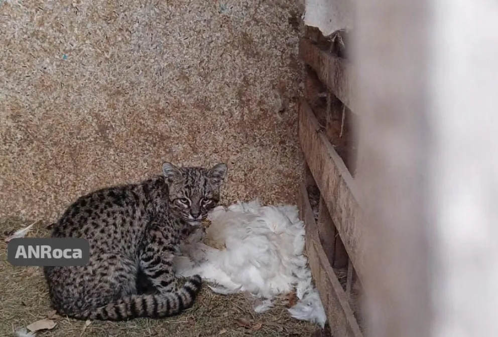“Nosotros queríamos atraparlo vivo para poder liberarlo”, dijo la dueña de la chacra. 