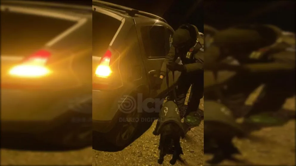 El can Ciro reaccionó al pasar por la puerta trasera del lado derecho del rodado. Foto: Gentileza.
