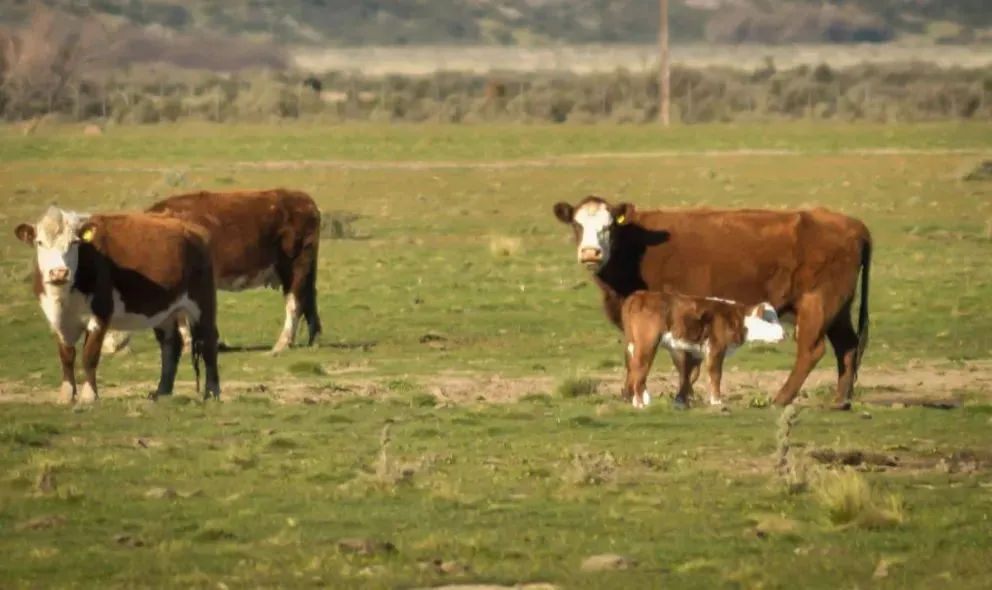El vecino país trasandino dejó de reconocer el estatus sanitario patagónico y suspendió las importaciones.