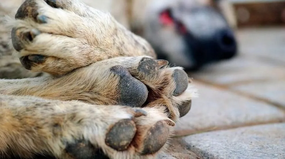 Alertan a la comunidad por el reciente hallazgo de perros envenenados. (Foto gentileza)