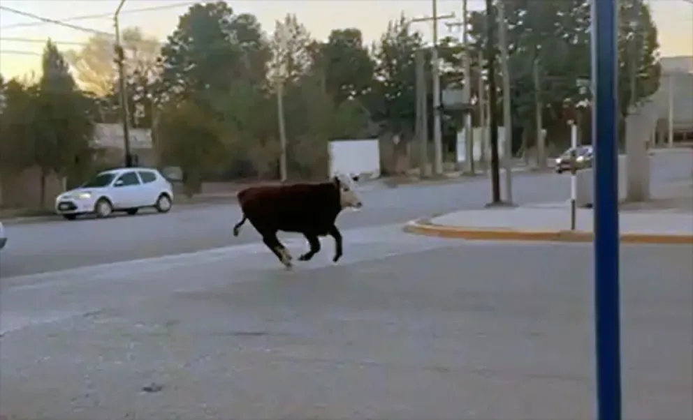 Quienes caminaban por las calles aprovecharon la oportunidad para capturar con sus teléfonos el insólito momento | FOTO LCR