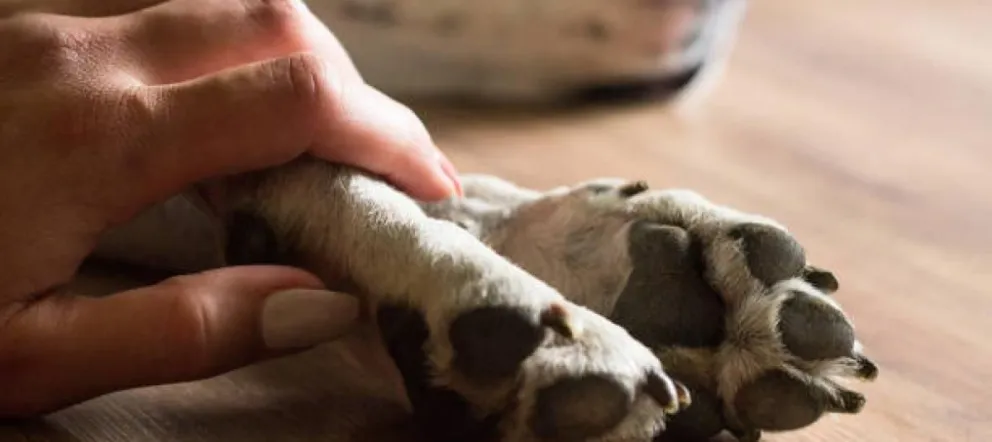 Recomiendan a los tutores de animales redoblar precauciones al salir a la calle. Foto: archivo.