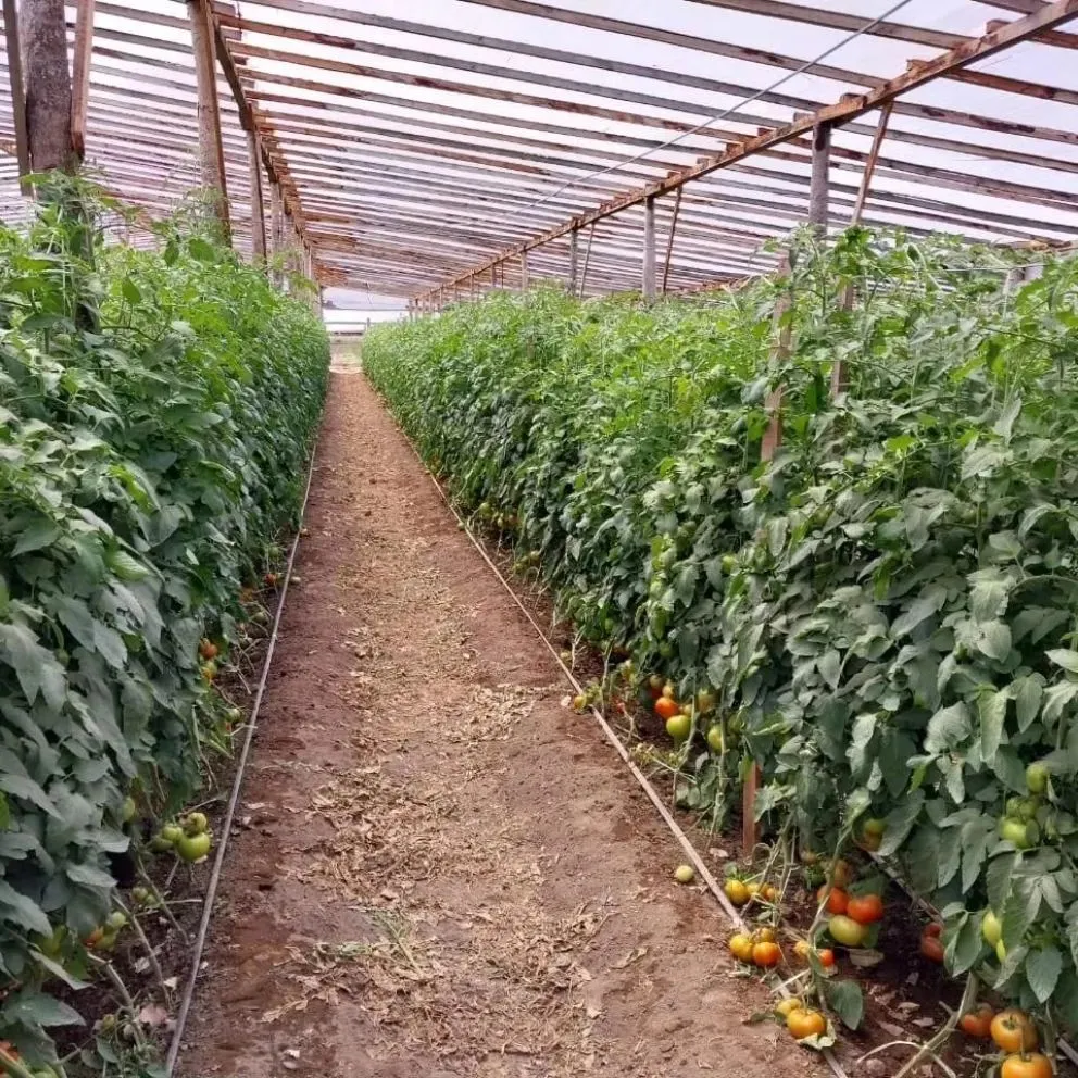 Los  invernaderos y su producción son de enorme utilidad en la región sur rionegrina. Foto (NoticiasNet).