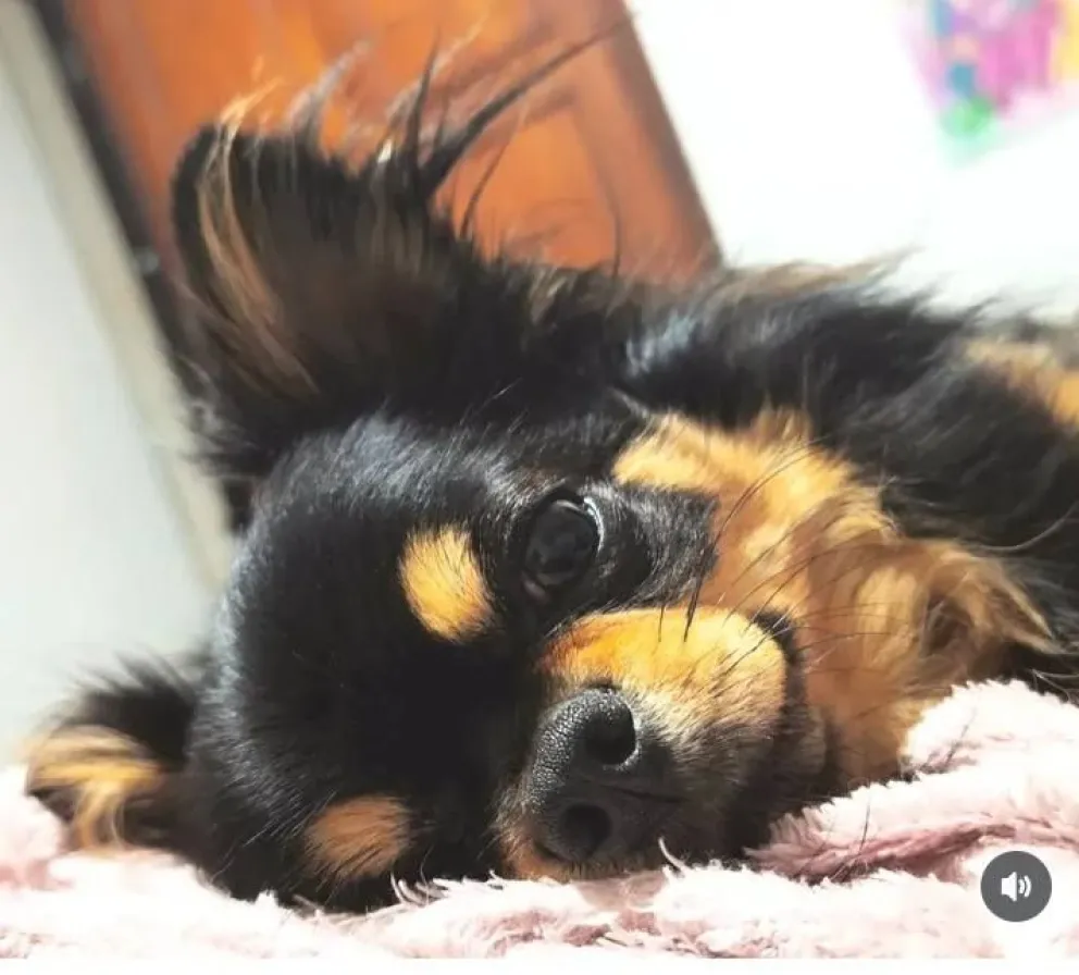 El perrito que buscan se llama Ravi y puede estar en los alrededores de la ruta 6 al norte de Roca o en algún puesto cercano. 