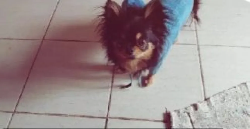 La noticia fue comunicada por las rescatistas del grupo RANHU. (Foto gentileza)