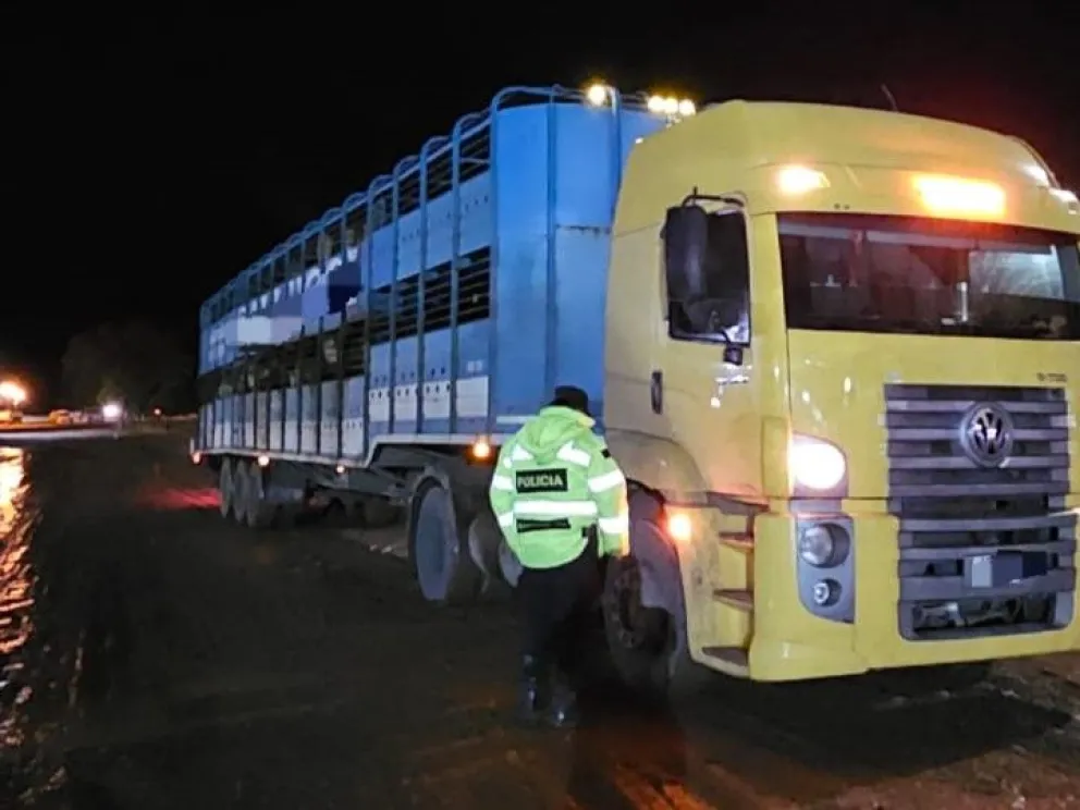 Los animales fueron transbordados por el conductor.