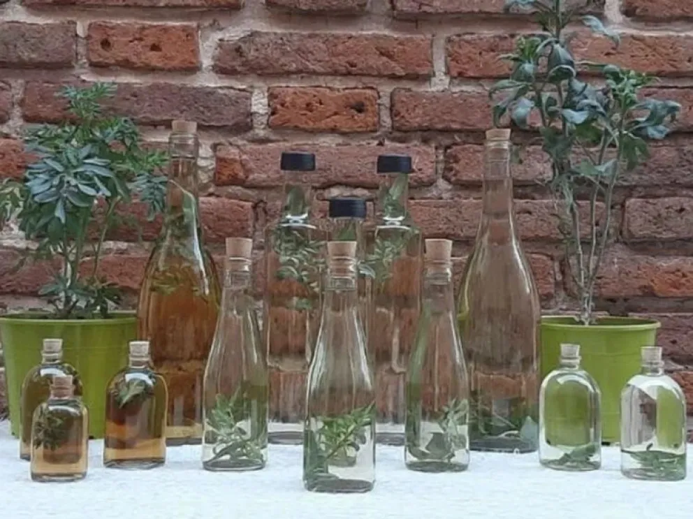 Botellas de caña con ruda preparadas con anticipación para el 1 de agosto, una tradición ancestral que busca atraer la salud y alejar los males del invierno. Foto (archivo)