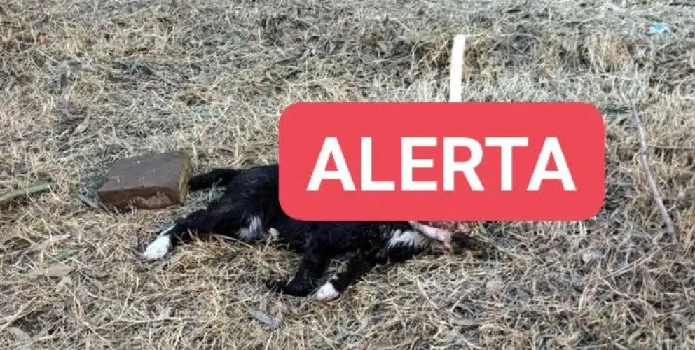 El perro estaba en la plaza, por este hecho se hizo una denuncia penal. 