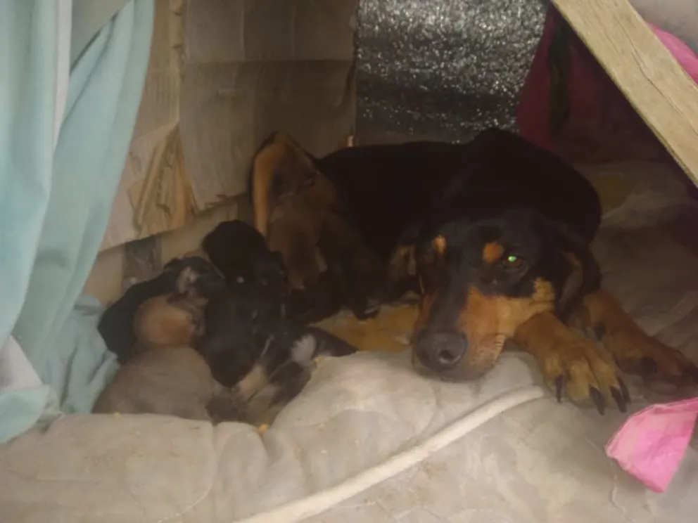 Rosita es una perra mestiza mediana muy querida por su familia y los niños de su cuadra. Foto. ANRoca  