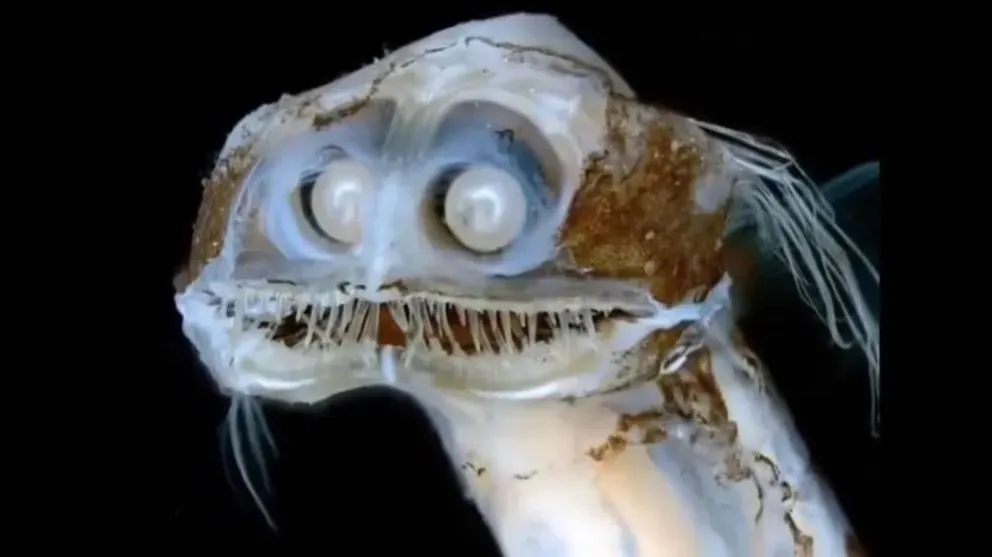 Pequeño monstruito captado en las misiones. Seguirán entre el 30 de septiembre y el 30 de octubre .