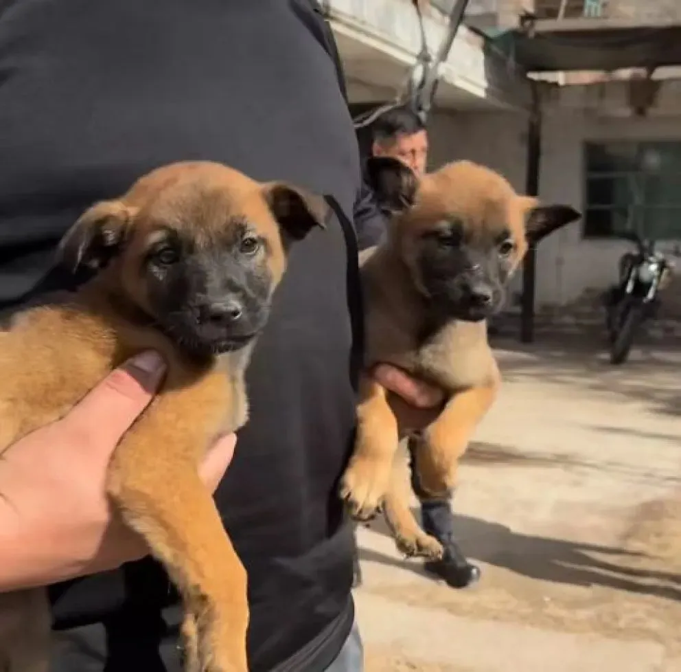 Se trata de cachorros Pastor Belga que se incluyen a los perros que ya trabajan actualmente en la Policía. Foto (Cipo360)