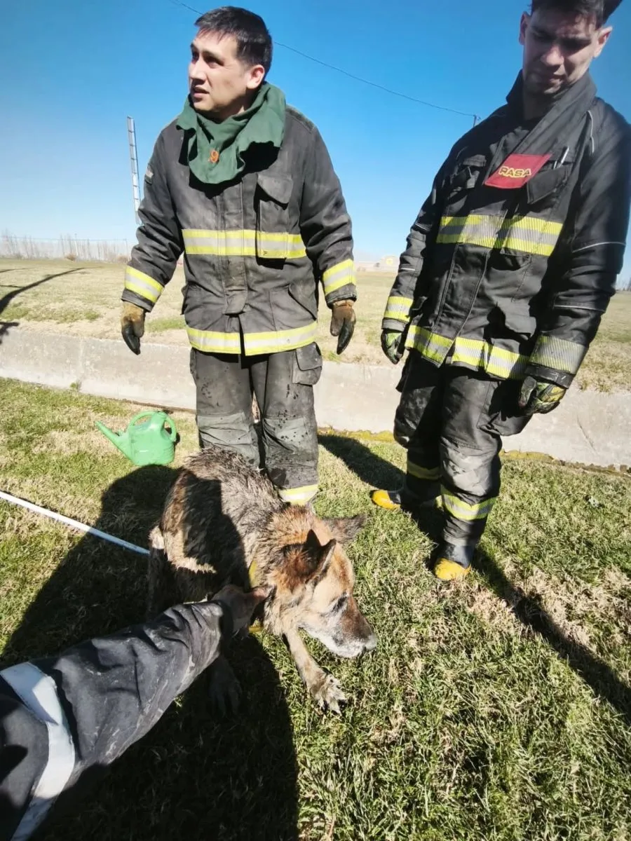 El perro fue rescatado por bomberos en Bolivia y Avenida Roca. Se encontraba desorientado, pero en buen estado. Foto: (Bomberos Roca)
