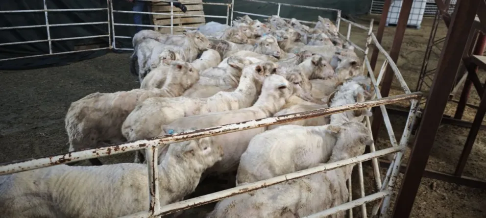 Las ovejas habían sido esquiladas recientemente. 