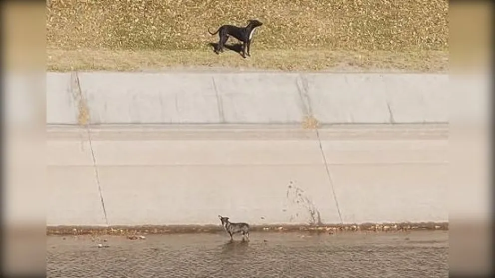 Ya se han registrado presencia de perros dentro del canal principal. 