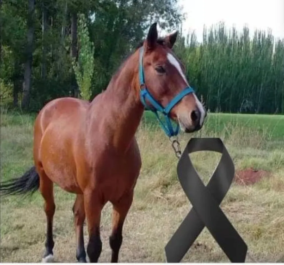 El hallazgo del animal generó indignación y dolor. Foto (redes sociales)