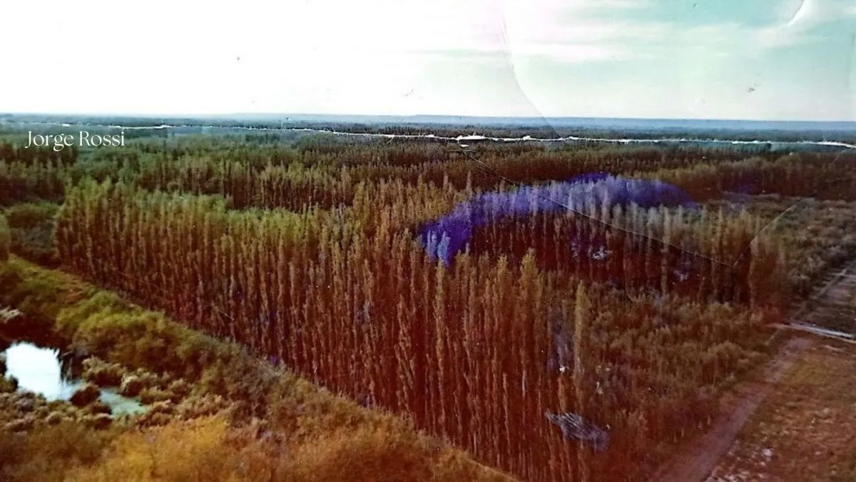Panor&aacute;mica de los a&ntilde;os 60: la trama urbana se diluye y cede lugar a las chacras, que dominaban el paisaje y sosten&iacute;an la identidad productiva de Roca. Foto (Gentileza Jorge Rossi).