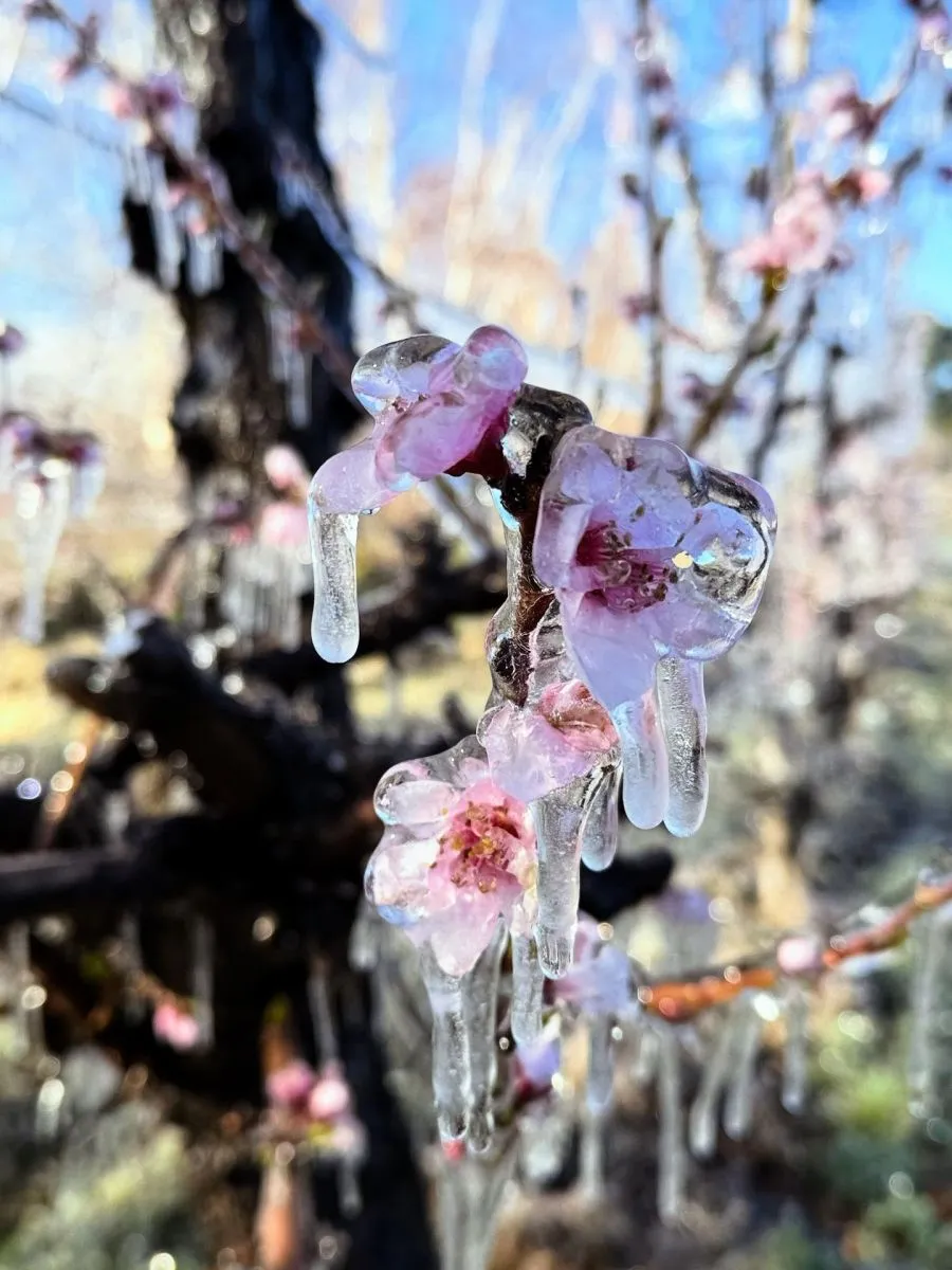 El hielo es un eficaz sistema de protecci&oacute;n del fruto . Foto (ANR)