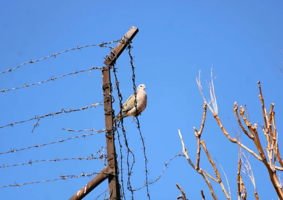 Las palomas suelen anidar en lugares que le den reparo de las condiciones adversas del clima y de los depredadores. Foto: (Tania Domenicucci)