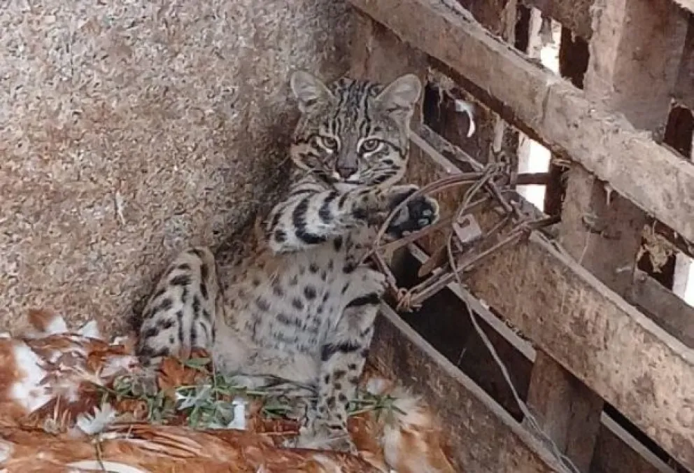  No es la primera vez que ocurre un hecho de este tipo en la zona. (Foto gentileza)