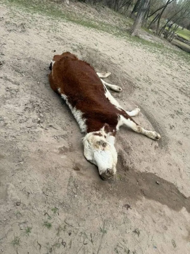 La vaca fue hallada por una familia en cercan&iacute;as al Na&uacute;tico