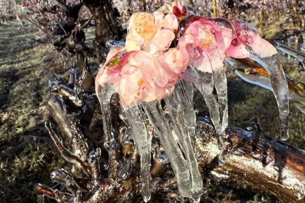 Nuevamente, los chacareros redoblan esfuerzos para defender la cosecha. (Foto ANR)
