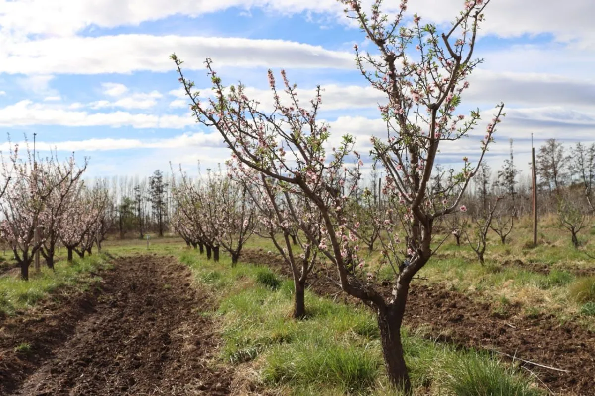 La floraci&oacute;n da color a los lotes experimentales. (Tania Domenicucci - ANRoca): 