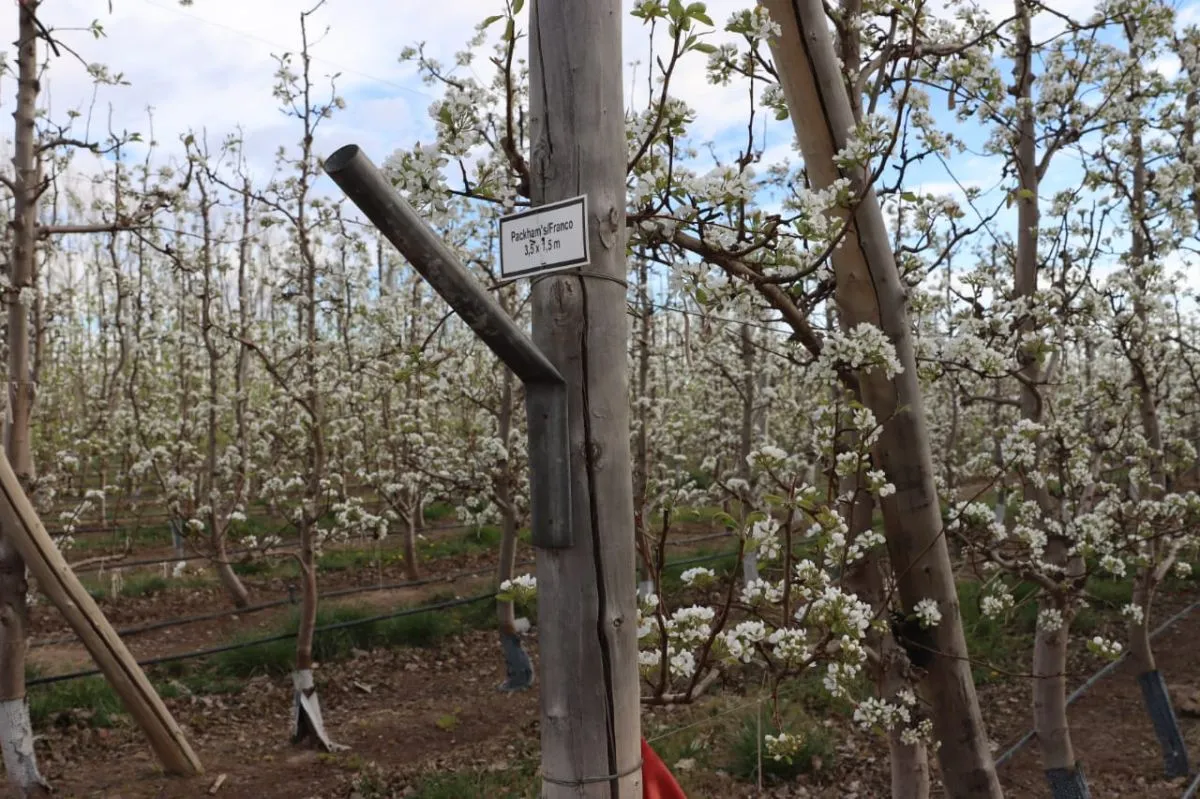 Las flores blancas visten los perales. Foto: (Tania Domenicucci)