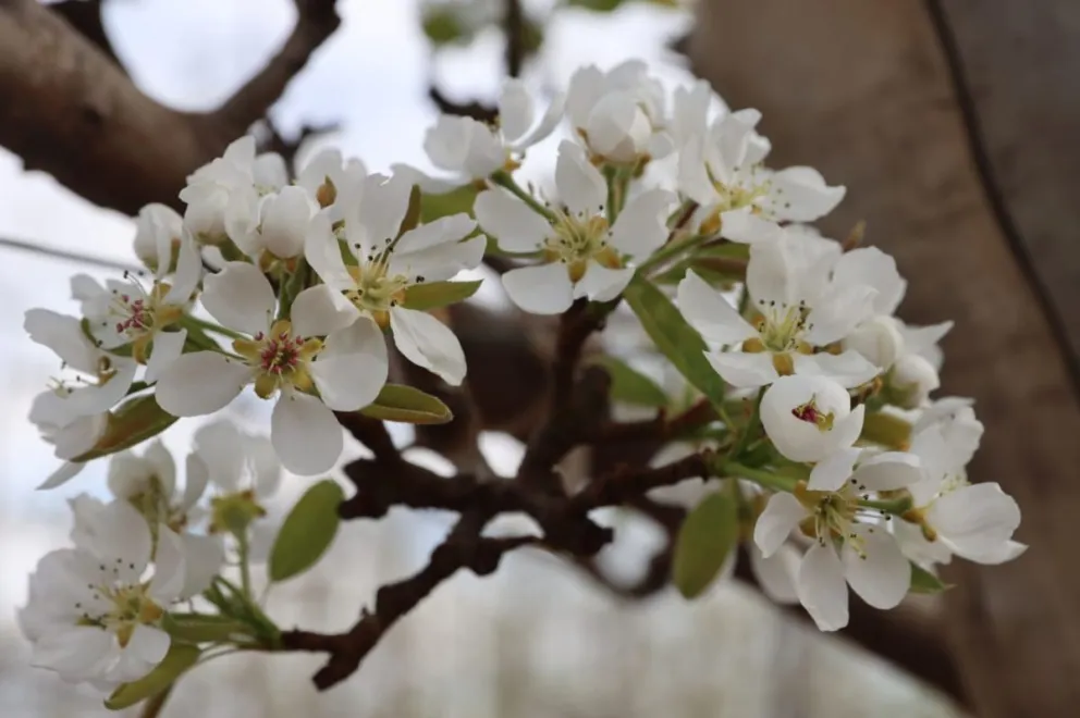 Las flores de peral en todo su resplandor. Foto: (Tania Domenicucci - ANRoca)