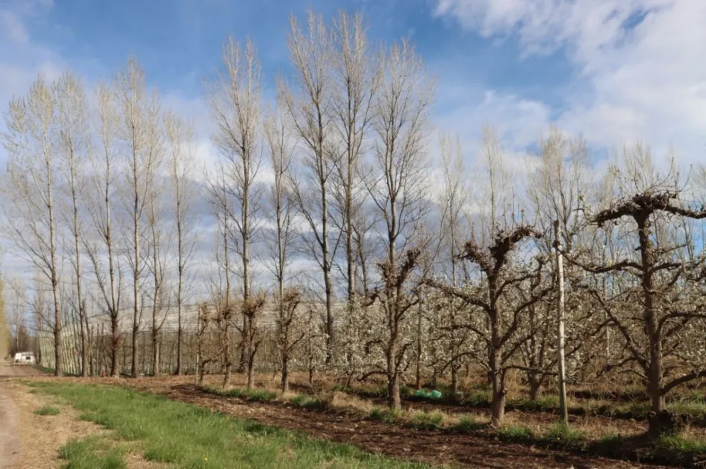 Las miradas se posan sobre las chacras productivas de Roca tras el paso de la tormenta. Foto: Tania Domenicucci
