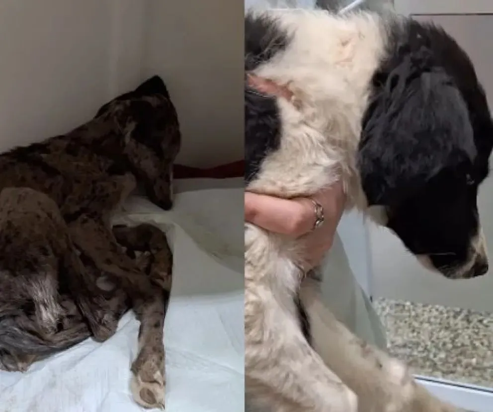 Hace algunas semanas habían rescatado a una madre y sus cachorros por otra denuncia. (Fotos Funpabia)
