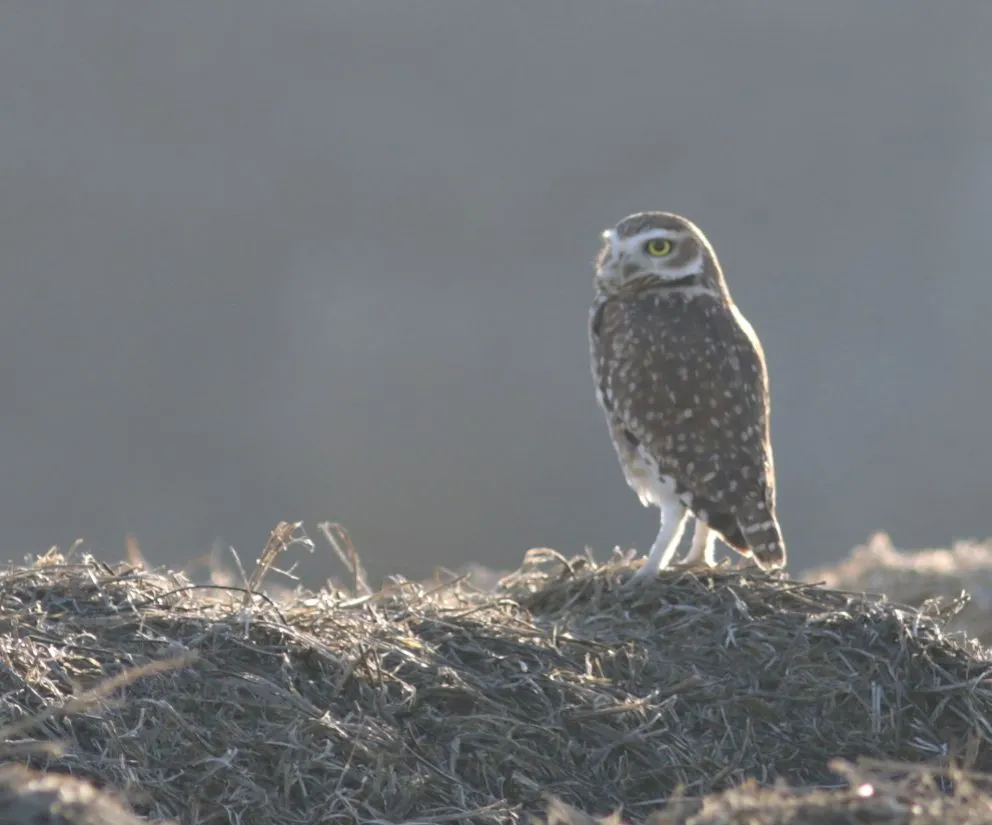 Algunas de las especies que se han podido avistar. Foto (gentileza organizaci&oacute;n)