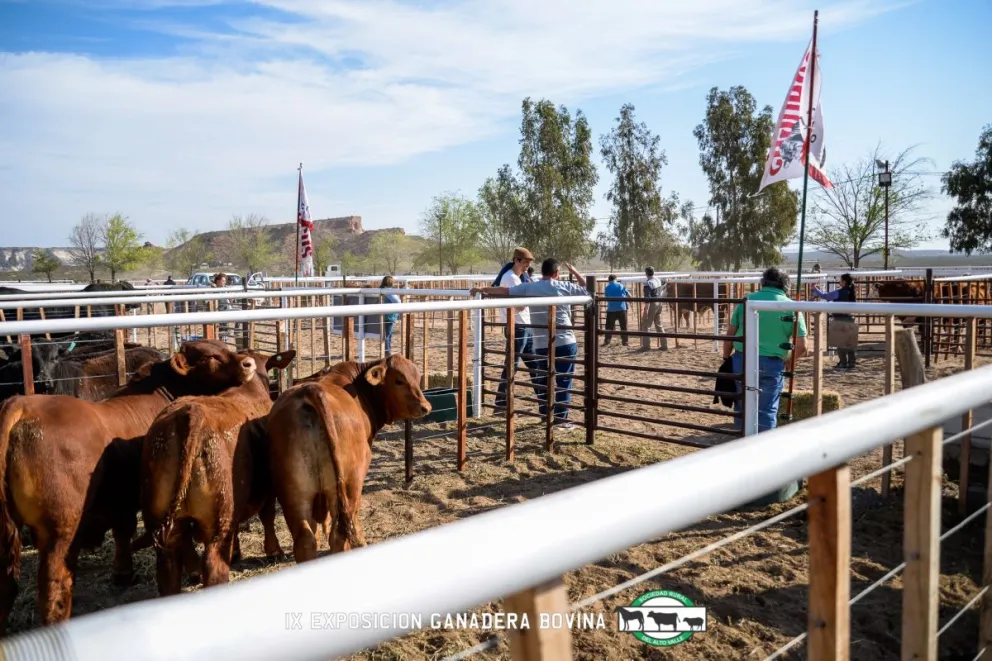 El predio de Paso Córdoba se prepara para la 14° Expo Rural y Feria de Invernada del Alto Valle, que se desarrollará del 3 al 5 de octubre con jura y remate de reproductores bovinos. Foto (ANR)