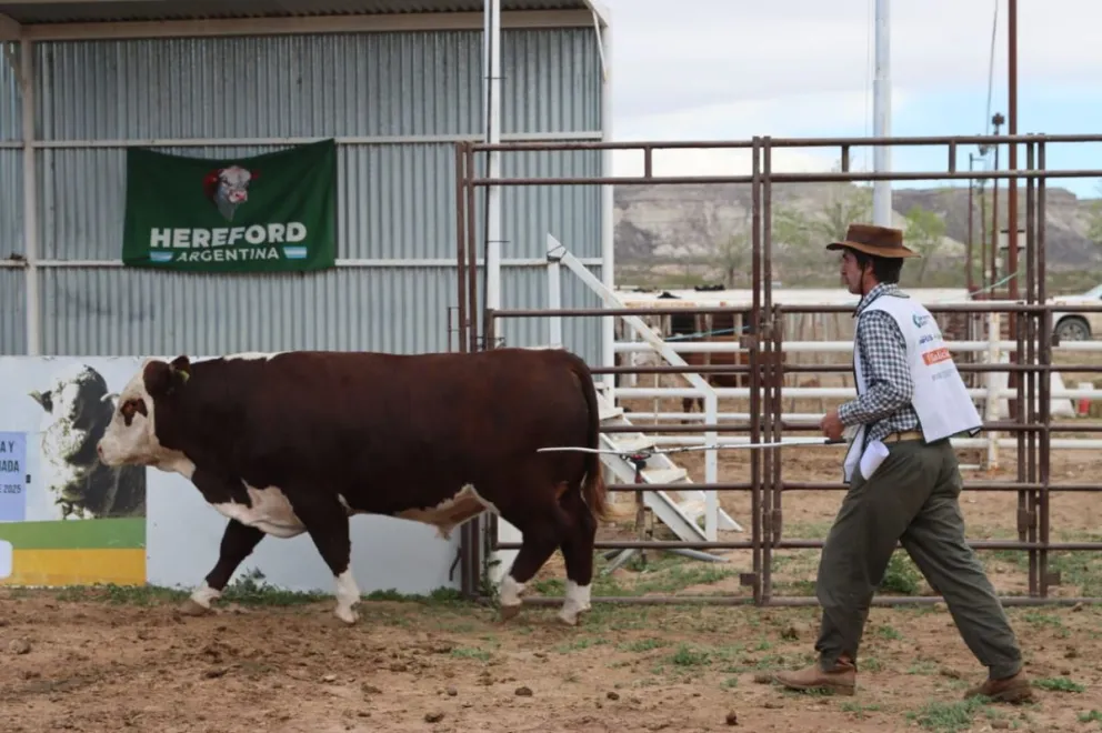 Productores y familias se dieron cita en la 14° Expo Rural y Feria de Invernada del Alto Valle. Fotos Tania Domenicucci-ANR