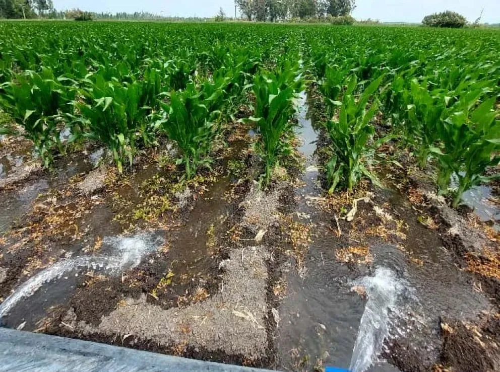 La fertilización es una inversión. Foto gentileza INTA