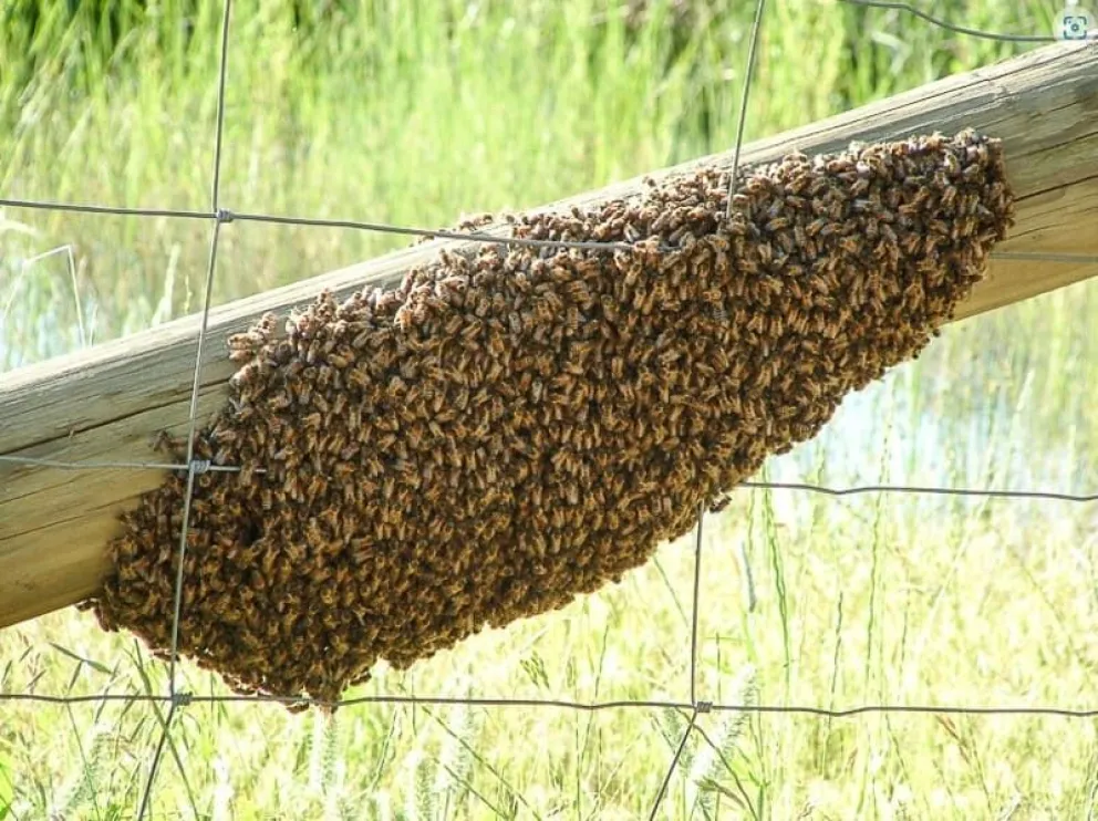 Los enjambres suelen posarse en lugares urbanos, fuera de las colmenas.